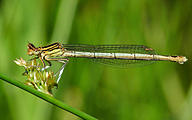 Blue Featherleg (Female, Platycnemis pennipes)